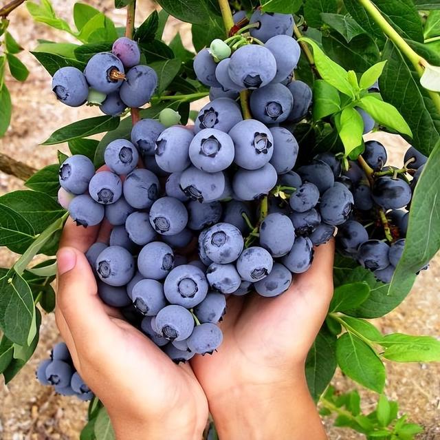 藍莓哪個品種适合北方好吃（藍莓好吃卻太貴）8