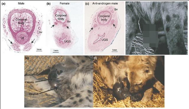 鬣狗群一般有幾隻雄性鬣狗（雌性為何長出雄性器官）8