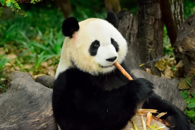 大熊貓平時除了吃竹子還會吃什麼（天天啃竹子的大熊貓）5