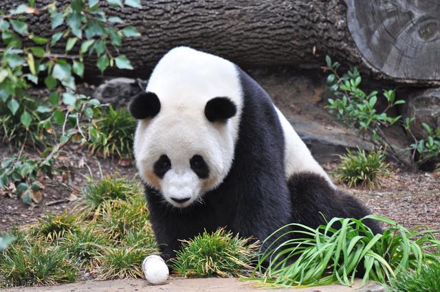 大熊貓平時除了吃竹子還會吃什麼（天天啃竹子的大熊貓）2
