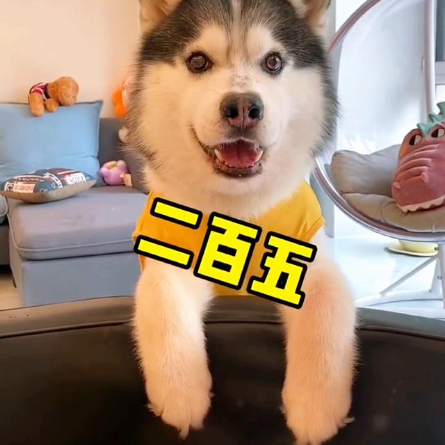吐槽各種狗狗（最愛罵人的狗狗）(2)