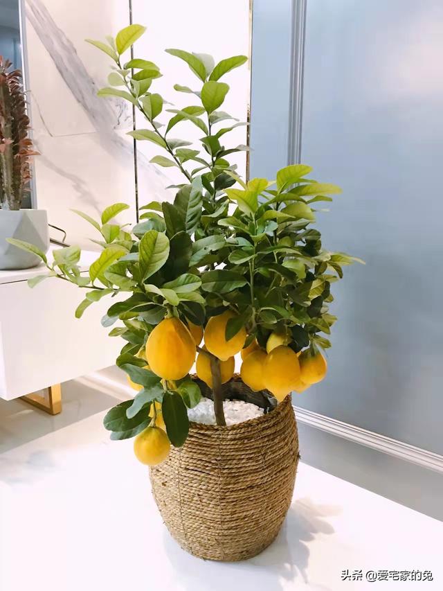 檸檬樹客廳大盆栽（用檸檬樹當軟裝也太絕了）4