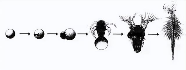 豐年蝦孵化教程圖（豐年蝦孵化流程）1
