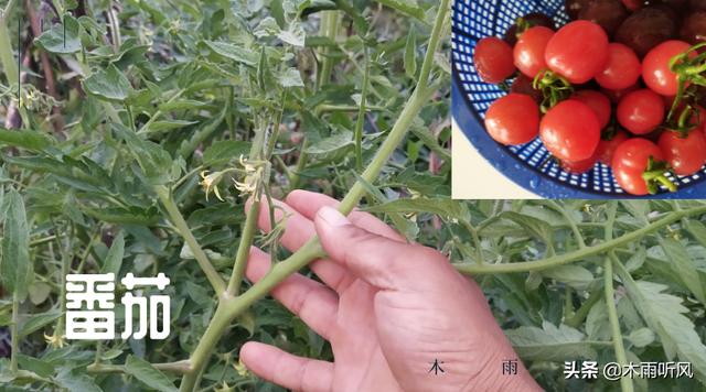 黃瓜和番茄可以種在一起嗎（番茄不宜與什麼種植在一起）1