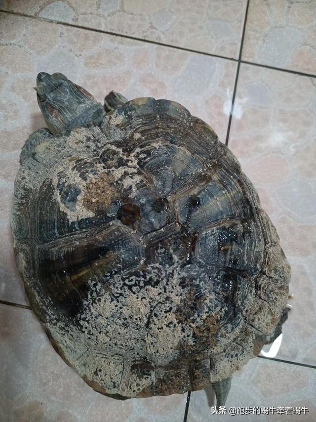 養一隻不挑食的龜（這隻龜我養了16年）3