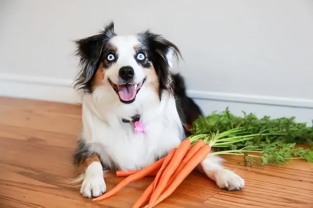 狗狗可以喂哪些食物（還在問狗狗能吃什麼蔬菜）4