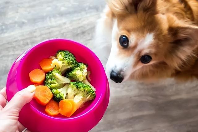 狗狗可以喂哪些食物（還在問狗狗能吃什麼蔬菜）3