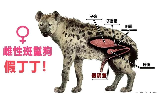 一隻斑鬣狗的自然繁衍能力（帶小夥子零件的小姑娘）9