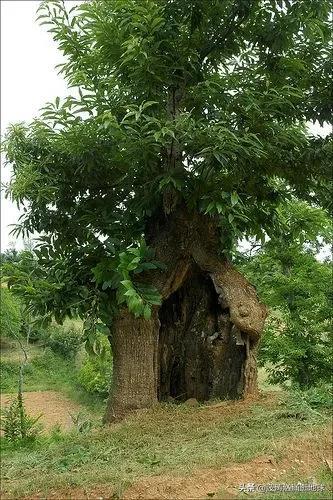 百年老樹都是有靈性的（40棵成精的奇葩樹）29
