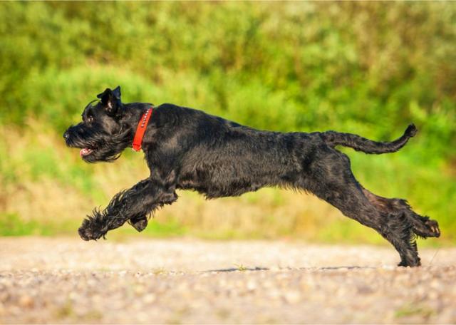 什麼常見的狗跑得最快（23種世界上跑的超快狗子）(4)