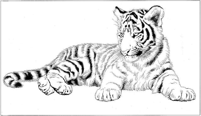 老虎卡通畫2022虎年（28張老虎黑白線描圖）16