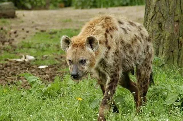 一隻斑鬣狗的自然繁衍能力（帶小夥子零件的小姑娘）8