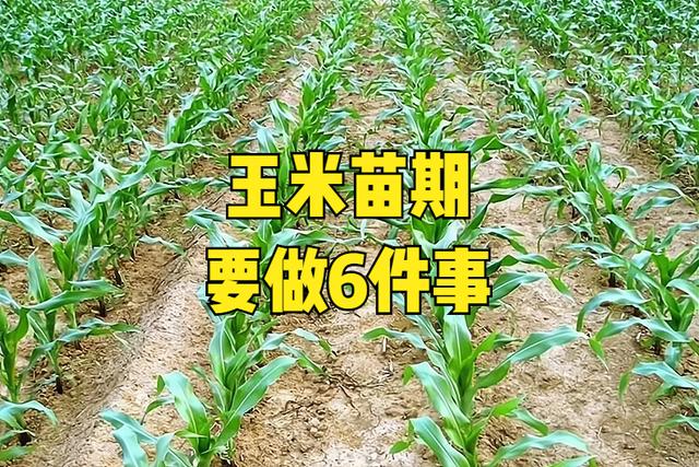 玉米高産2000斤栽培技術（苗期要做好這6件事）1