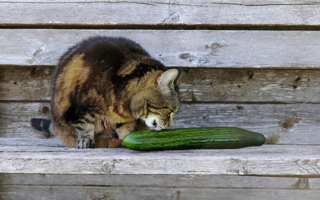 為什麼貓咪會怕黃瓜啊（貓咪為什麼會害怕黃瓜）6