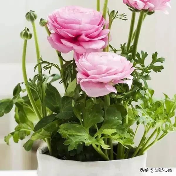 盆栽月季花的養殖方法和注意事項（盆栽玫瑰花和月季花怎麼養）4