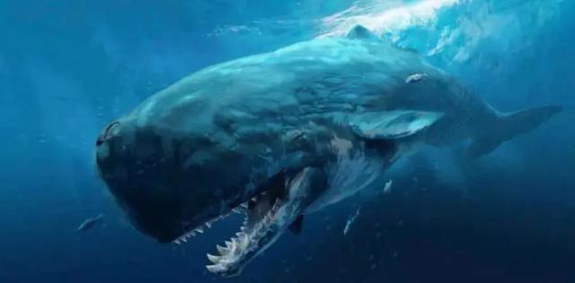 藍鲸和白鲸哪個更好（藍鲸為何能長那麼大）7