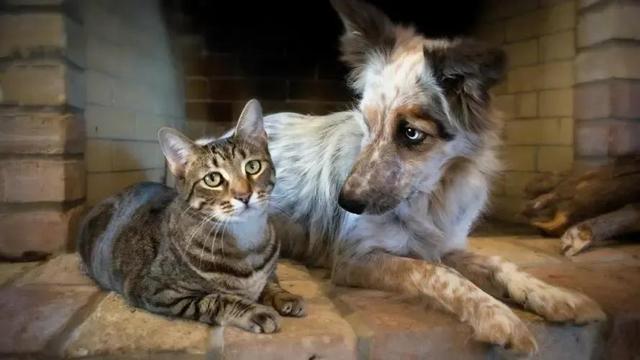 貓和狗真的是一對冤家（貓和狗真的是敵人嗎）(2)