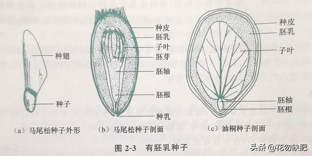 種子植物的次生生長方式和結構（植物種子和營養器官的形态結構及生長）3