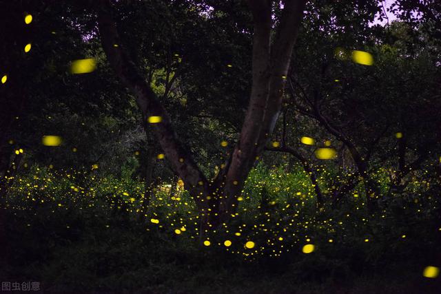 螢火蟲為什麼能夠在夜間發光（螢火蟲為什麼會發光）6