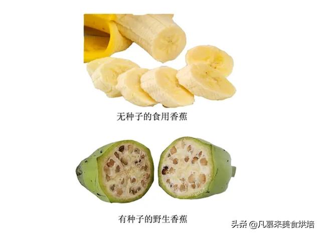 香蕉怎麼種植才能結果（香蕉是如何種出來的）2