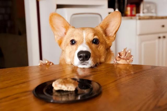 狗狗可以喂哪些食物（還在問狗狗能吃什麼蔬菜）1