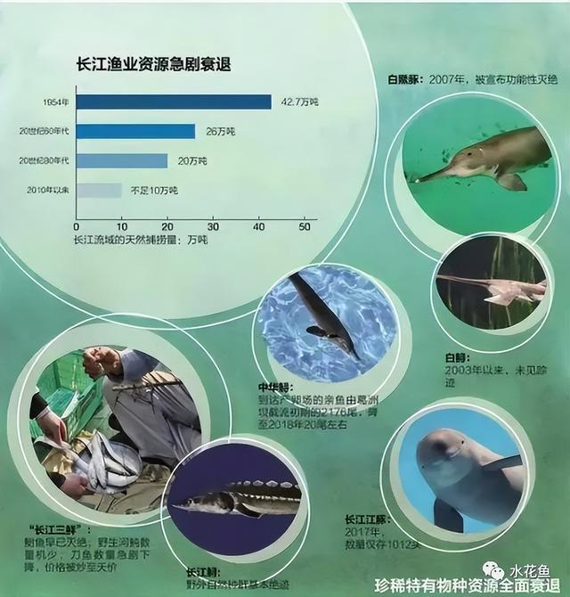 長江魚類大小排行（長江現有魚類種類組成和魚類資源狀況概述）4
