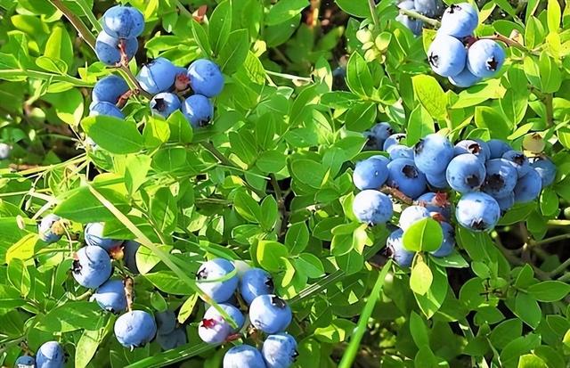 藍莓哪個品種适合北方好吃（藍莓好吃卻太貴）6
