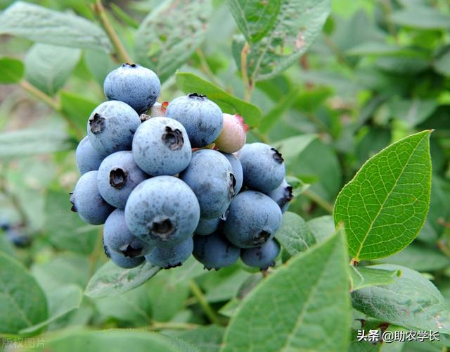 哪個品種的藍莓成熟晚（藍莓品種怎麼分類）2