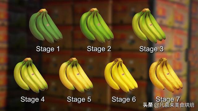 香蕉怎麼種植才能結果（香蕉是如何種出來的）20