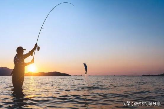 夏季釣鯉魚選好這3點助你漁獲多多（盛夏不會釣鯉魚）1