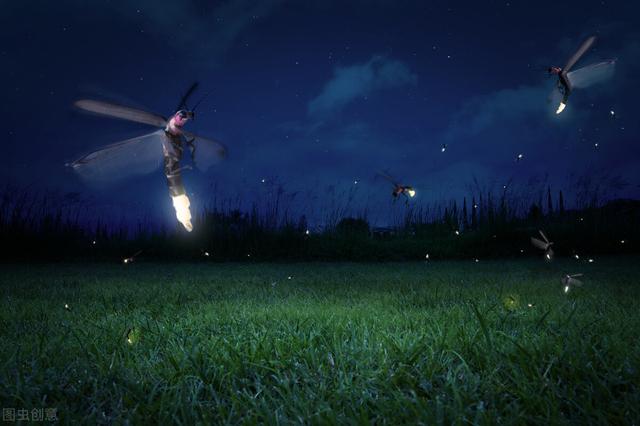 螢火蟲為什麼能夠在夜間發光（螢火蟲為什麼會發光）1