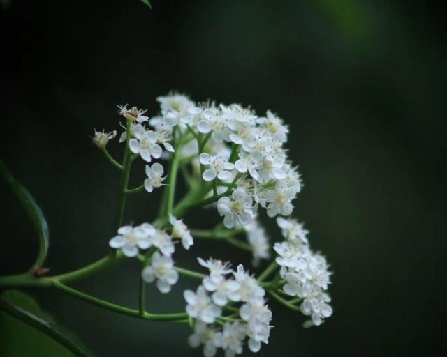 高大一些的花卉（花卉白色的花卉）8