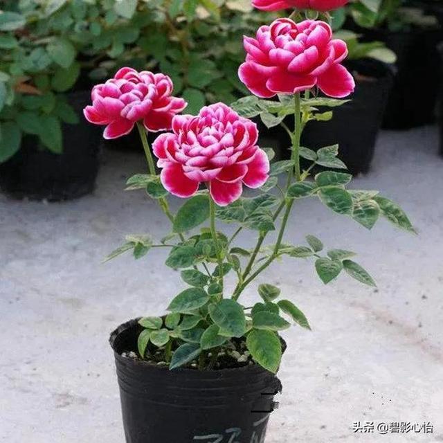 盆栽月季花的養殖方法和注意事項（盆栽玫瑰花和月季花怎麼養）2