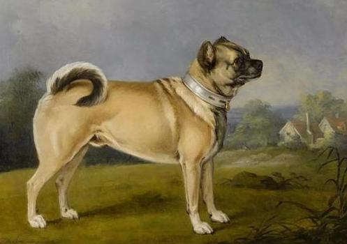 古代最早的寵物狗（古羅馬的狗有多幸福）(30)