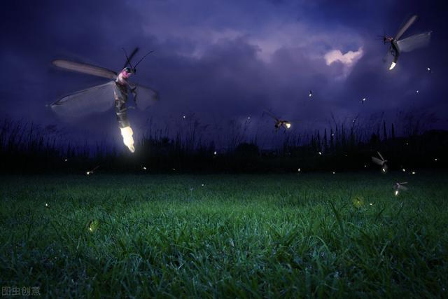 螢火蟲為什麼能夠在夜間發光（螢火蟲為什麼會發光）4
