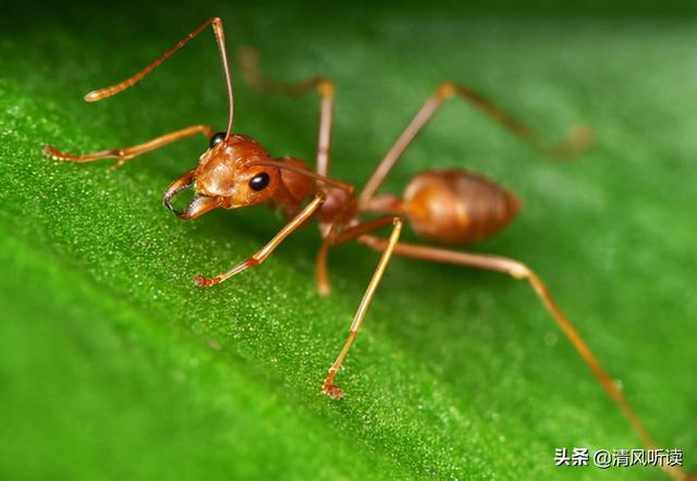 一隻螞蟻7條腿,一百隻螞蟻多少條腿（一隻螞蟻有7條腿）2