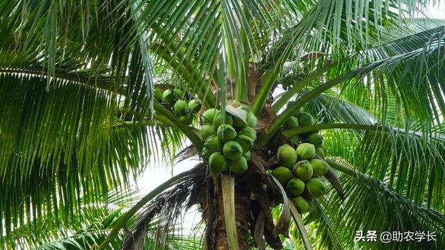 椰子樹種植條件（椰子樹是怎麼種植出來的）3