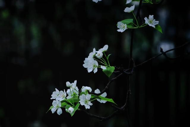 高大一些的花卉（花卉白色的花卉）1