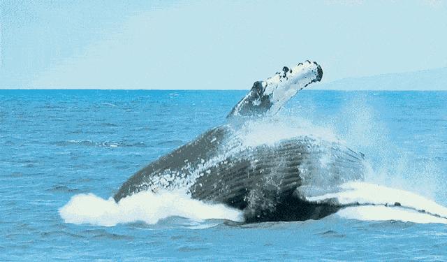 藍鲸和白鲸哪個更好（藍鲸為何能長那麼大）9