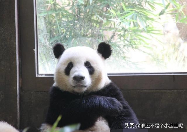 大熊貓詳解（每天認識一隻大熊貓）(8)