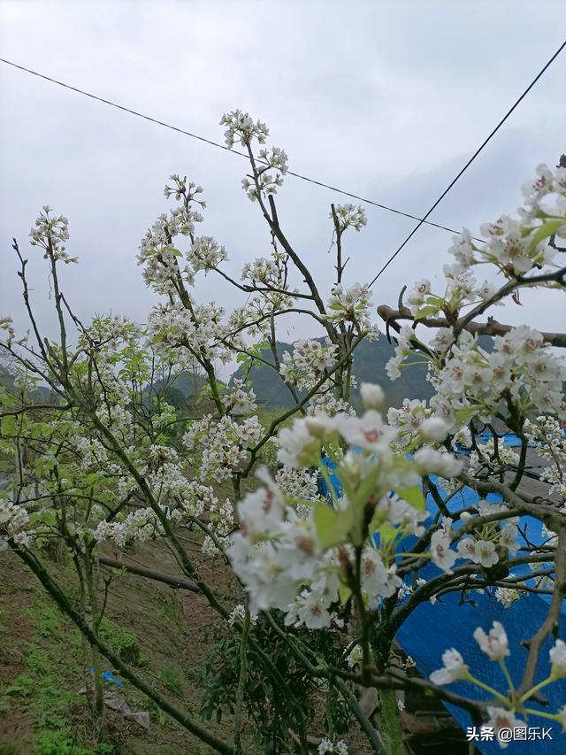 桃花盛開爛漫的春季（滿園梨花關不住）8