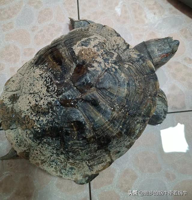 養一隻不挑食的龜（這隻龜我養了16年）4