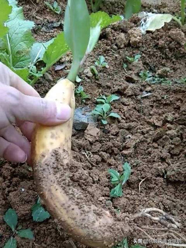 香蕉怎麼種植才能結果（香蕉是如何種出來的）4
