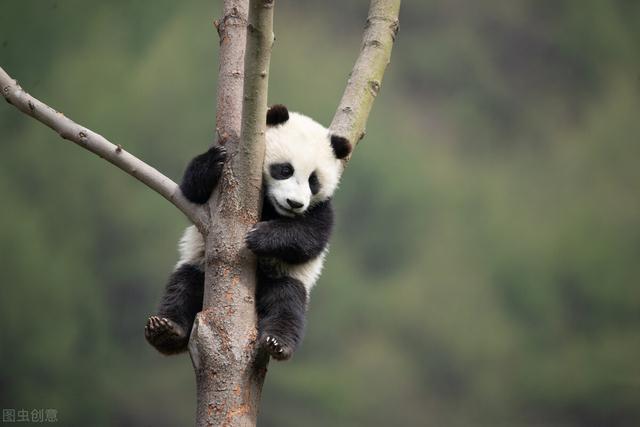 大熊貓平時除了吃竹子還會吃什麼（天天啃竹子的大熊貓）8