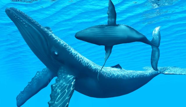 藍鲸和白鲸哪個更好（藍鲸為何能長那麼大）12