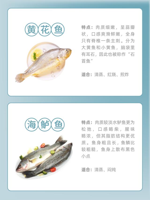 海魚種類大全及圖解（常見海魚的種類和特點）6