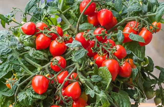 盆栽小番茄的種植方法（家庭盆栽蔬菜選番茄）10