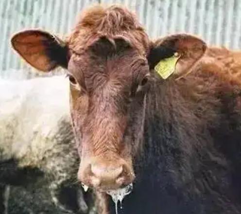 牛不想吃草流口水怎麼回事（牛流口水是什麼原因）1