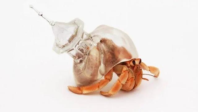 螃蟹可以隻用肺呼吸嗎（螃蟹既沒有血液）10