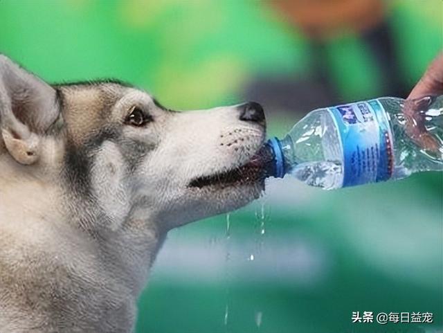 狗狗長期喝水有什麼危害（狗狗多喝水對身體有益）3